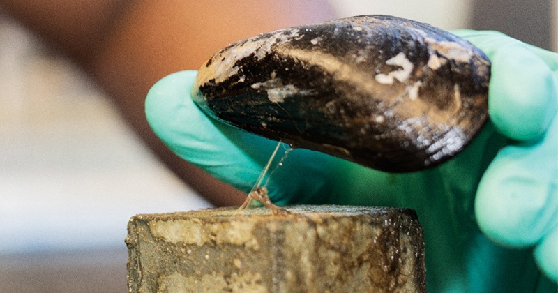 Structural Adhesives Inspired by Mussels