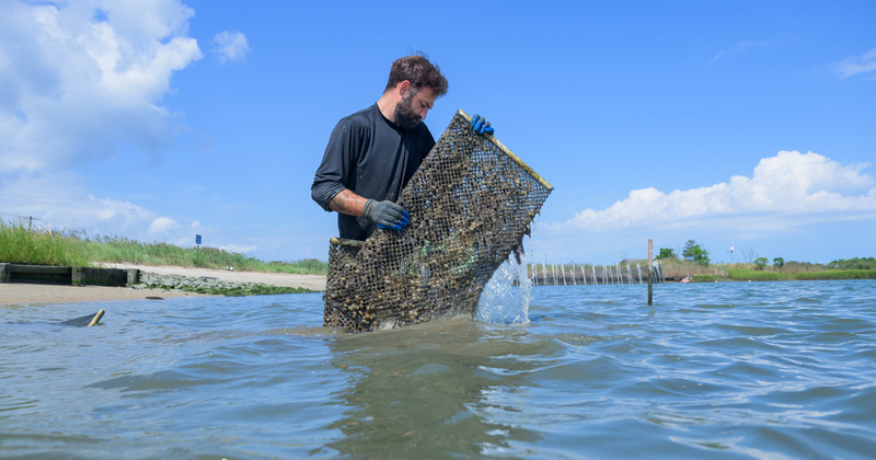 Assessing living shorelines